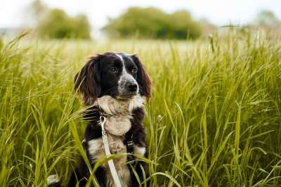 狗 宠物 犬类 动物 毛皮 鼻子 哺乳动物 狗肖像 原野