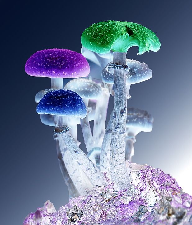 照相馆 蘑菇 迷幻的 自然 菌类 魔法 菌 致幻的 休闲 治疗
