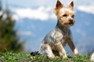 狗 小的 动物 家畜 小狗 Yorki 户外 梗犬 约克夏犬