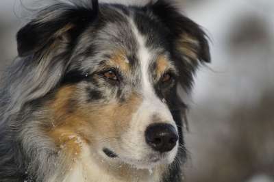 澳大利亚牧羊犬 狗 家畜 动物肖像 蓝陨石色