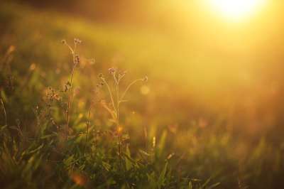 日落 阳光 金黄色的光芒 太阳 户外 草地 黄昏 草 自然