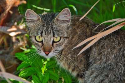猫 动物 野生动物 关闭 肖像 动物肖像 猫脸 猫眼 看法