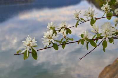 萨斯卡通浆果 春天 开花 自然 奥肯那根 卡拉马卡湖 栀子花