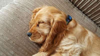 狗 小狗 西班牙猎犬 睡觉 棕色的狗 棕色的睡眠 棕色的小狗