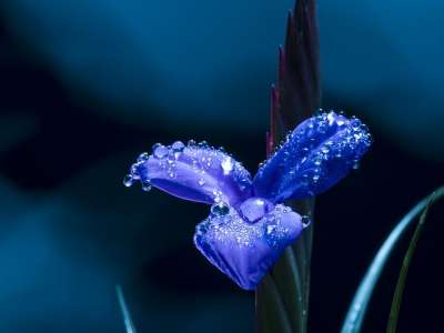 蓝花 花瓣 露 露滴 水滴 蓝色的花瓣 盛开 开花 植物群