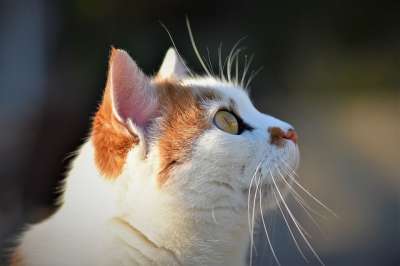 猫 家猫 家畜 动物 猫眼 白色的 猫脸 毛皮 关闭 脸
