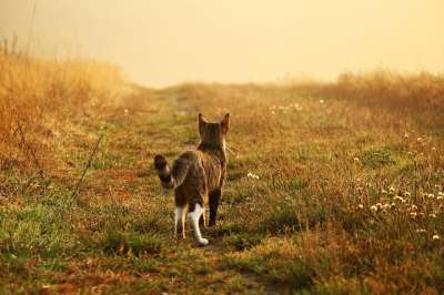 猫 小猫 鲭鱼 虎猫 家猫 草 落下 年轻的猫