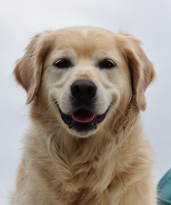 狗 芬加 动物 金毛猎犬