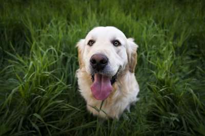 狗 宠物 动物 可爱的 金毛猎犬 草 草地 自然 吐舌