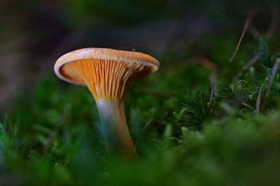 森林 蘑菇 苔藓 关闭 落下