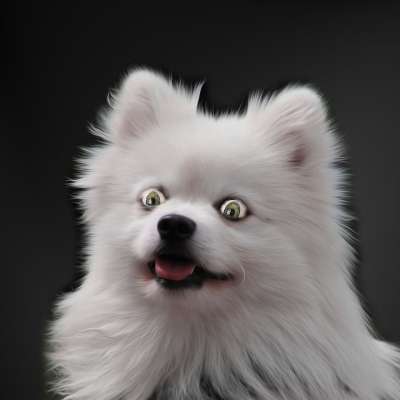 疯狂的 狗 犬类 心理 疯狗 大眼睛 震惊 惊讶 附身 愚蠢的