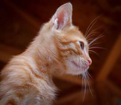 猫 红色的 小猫 小的 可爱的 家猫 猫脸 猫肖像 猫宝宝