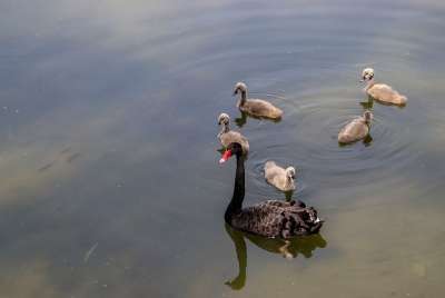 黑天鹅 Cygnets 湖 鸟类 天鹅 天鹅家庭 涉水禽鸟 雁鸭科