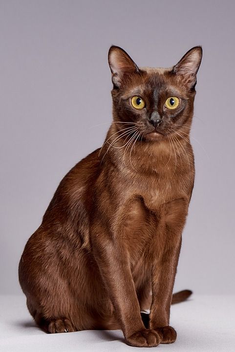 动物 可爱 猫 宠物 缅甸的品种 小猫 首页