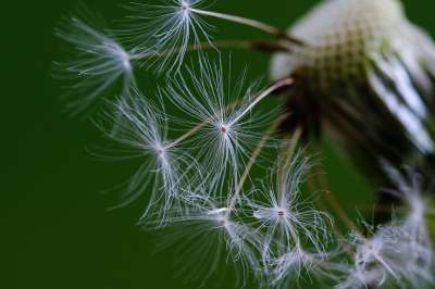 蒲公英 花 自然 野花 宏 植物学 生长 种子