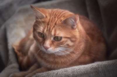 猫 宿醉 红色的 可爱的 鲭鱼 老虎 舒适 动物 家猫 毛皮