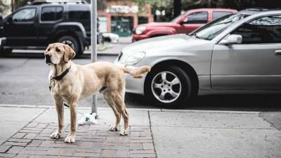 动物 犬类 汽车 狗 人行道 拉布拉多犬 路面 宠物 极 猎犬