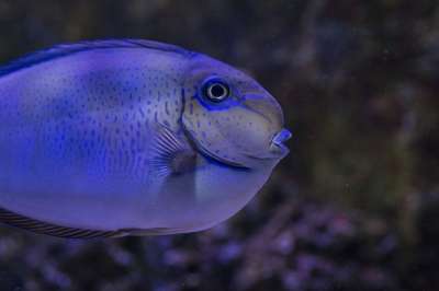 鱼 异国情调 类型 海洋 水族馆 大海 海 蓝色的