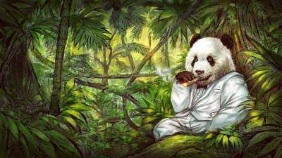 大熊猫 熊猫 插图 雪茄 戏服 丛林 性质 黑色的 白色的