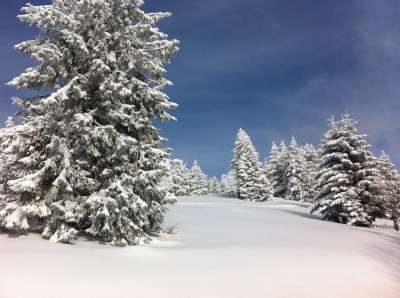 冬天 雪 枞树 阿尔萨斯 冬季景观 寒冷的 冬天的寒冷 冬梦