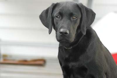 狗 拉布拉多犬 黑色实验室 猎犬 宠物 动物 犬类 可爱的