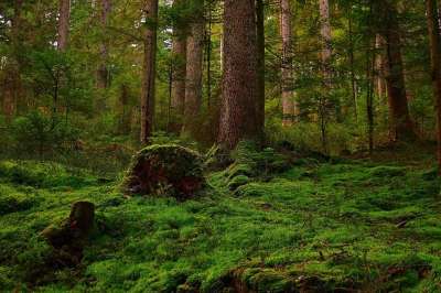 森林 苔藓 林间空地 自然 森林地面 植被 阳光 气氛