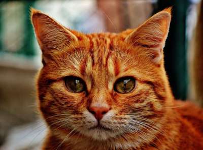猫 宿醉 红色的 可爱的 鲭鱼 老虎 舒适 动物 家猫 毛皮