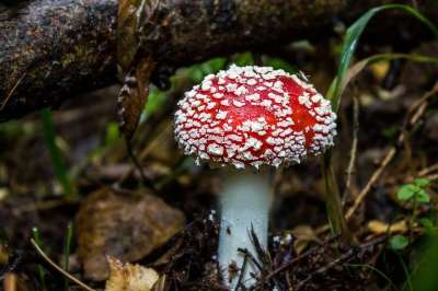蘑菇 飞木耳 有毒的 野生蘑菇 孢子 海绵 菌 子实体 真菌种类