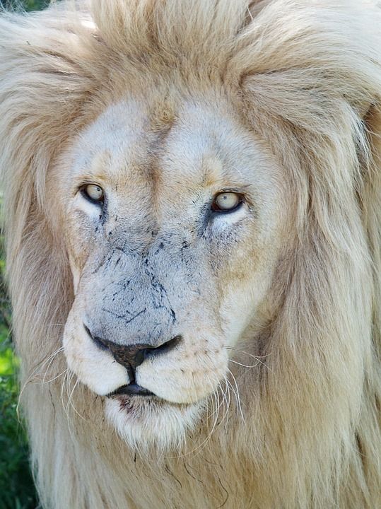 白狮子 白色的 狮子 雄狮 男性 鬃毛 大猫 捕食者 动物