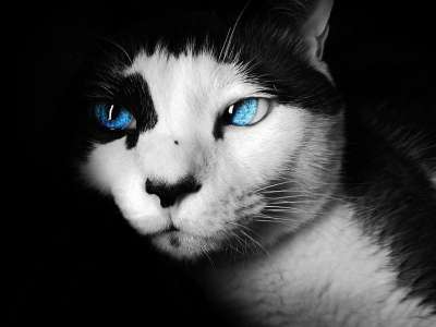 暹罗 猫 彩色 蓝眼睛 肖像 猫科动物 脸 国内的 动物