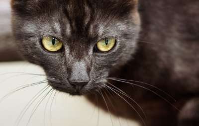猫 家畜 家猫 小猫 肖像 可爱的 猫眼 眼睛 毛皮 动物