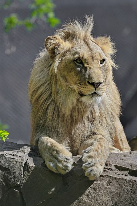 狮子 猫科动物 岩石 男性 捕食者 动物 哺乳动物 鬃毛 毛皮