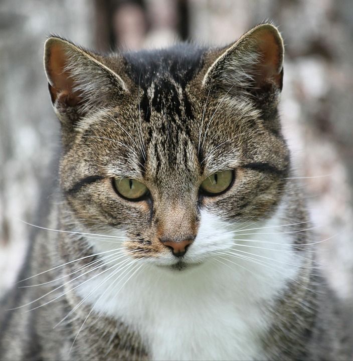 猫 动物 家畜 猫脸 Katzenkopf 头 老虎 家猫