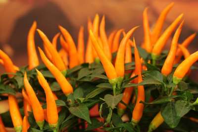 Sierpeper Sierpaprika 辣椒 植物 橙色 性质