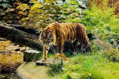 虎 橙色 绿色 动物园 动物 猫 性质 荒野 老虎 野 冒险