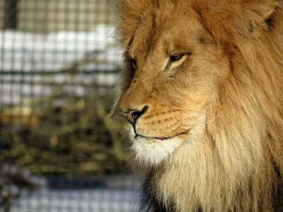 狮子 鬃毛 男性 大猫 动物园 毛皮 动物 棕色狮子