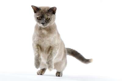 猫 跳跃 小猫 缅甸语 猫科动物 动物