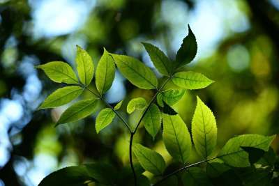 树叶 植物学 生长 叶子 自然 光合作用 静脉 生长 叶子
