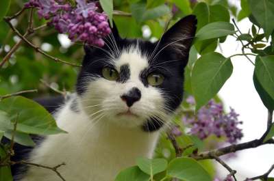 猫 黑 猫脸 黑和白 动物 宠物 外部