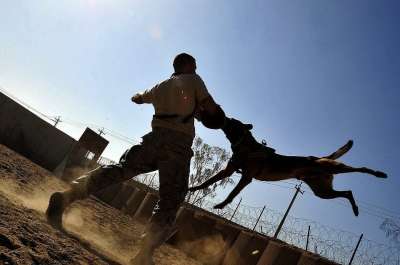 男人 狗 犬类 培训 教练员 轮廓 剪影 天空 云 自然