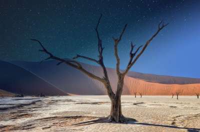 纳米比亚 Deadvlei 全景图 相思 景观 非洲 树 沙丘