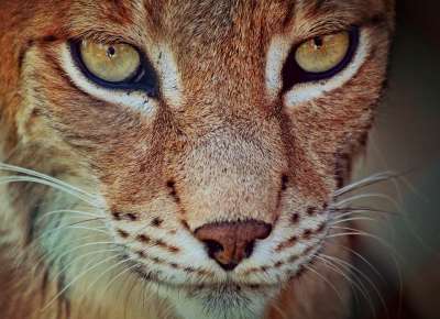 猞猁 捕食者 大猫 动物 动物肖像 脸 毛皮 头部图 野生动物