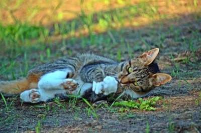 猫 小猫 猎物 打猎 老虎 虎猫 鲭鱼 家猫