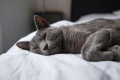 灰色的 动物 宠物 猫 床 睡觉 灰猫 灰色的睡眠 灰色的床