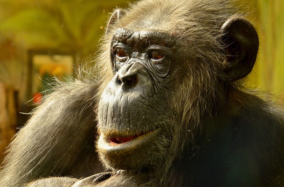 漫画, Chimpansee, 特写, 动物, 黑猩猩, 野生动物, 猿, 猴