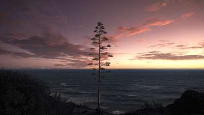 树 日落 海 海洋 地平线 海景 天空 云 景观 海滩 晚上