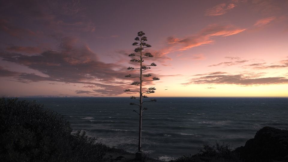 树, 日落, 海, 海洋, 地平线, 海景, 天空, 云, 景观, 海滩, 晚上