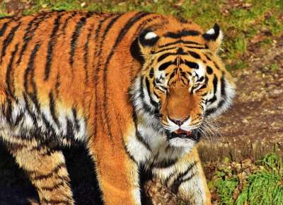 老虎 大猫 捕食者 野猫 危险的 高贵 大华 野生动物 动物园