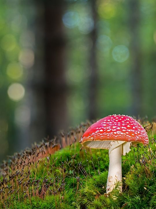 毒菌 蘑菇 有毒 毒蕈 森林蘑菇 森林 落下 苔藓 点缀 毒