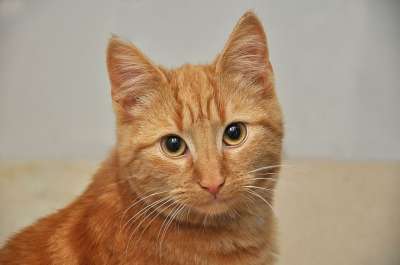 宿醉 肖像 猫 家畜 家猫 动物 猫眼 Katzenkopf
